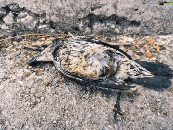 Dead Bird Removal Lower Beechmont
