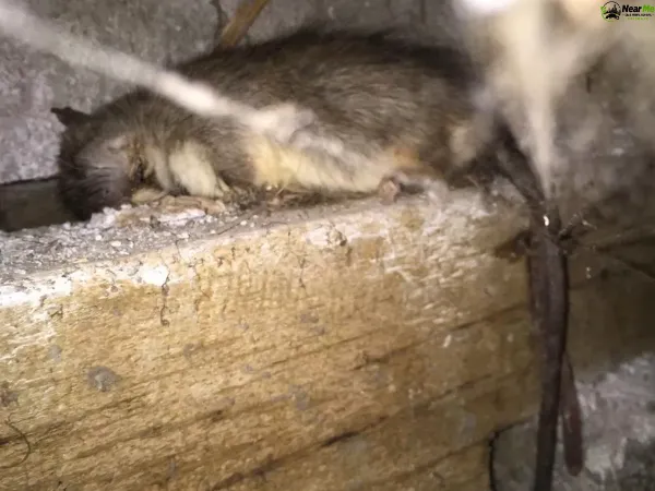 Dead Rat Removal Lower Beechmont